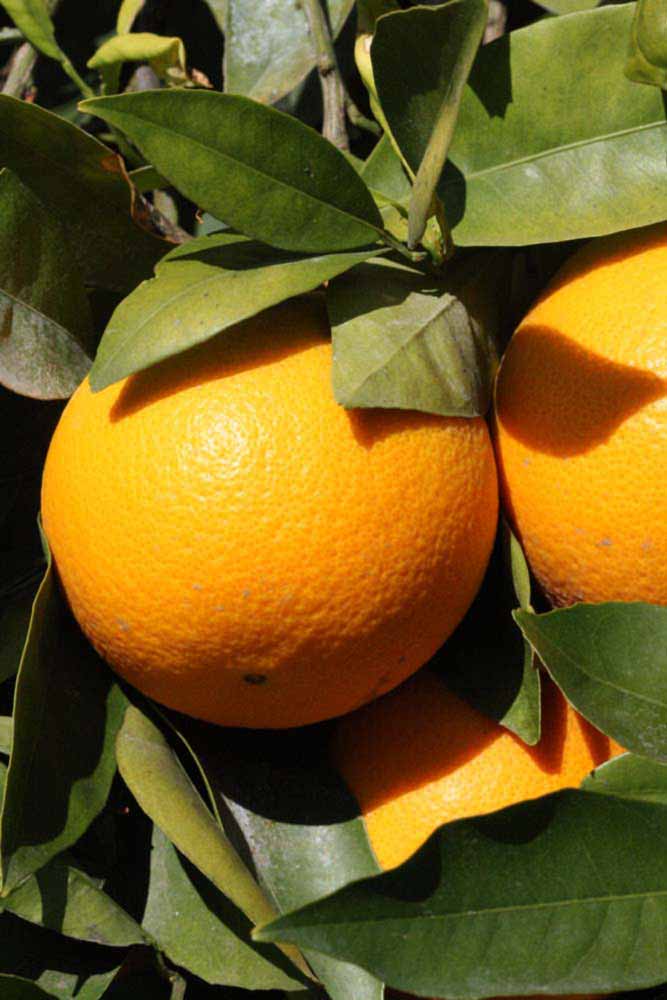            Fruit (Riverside, CA)   